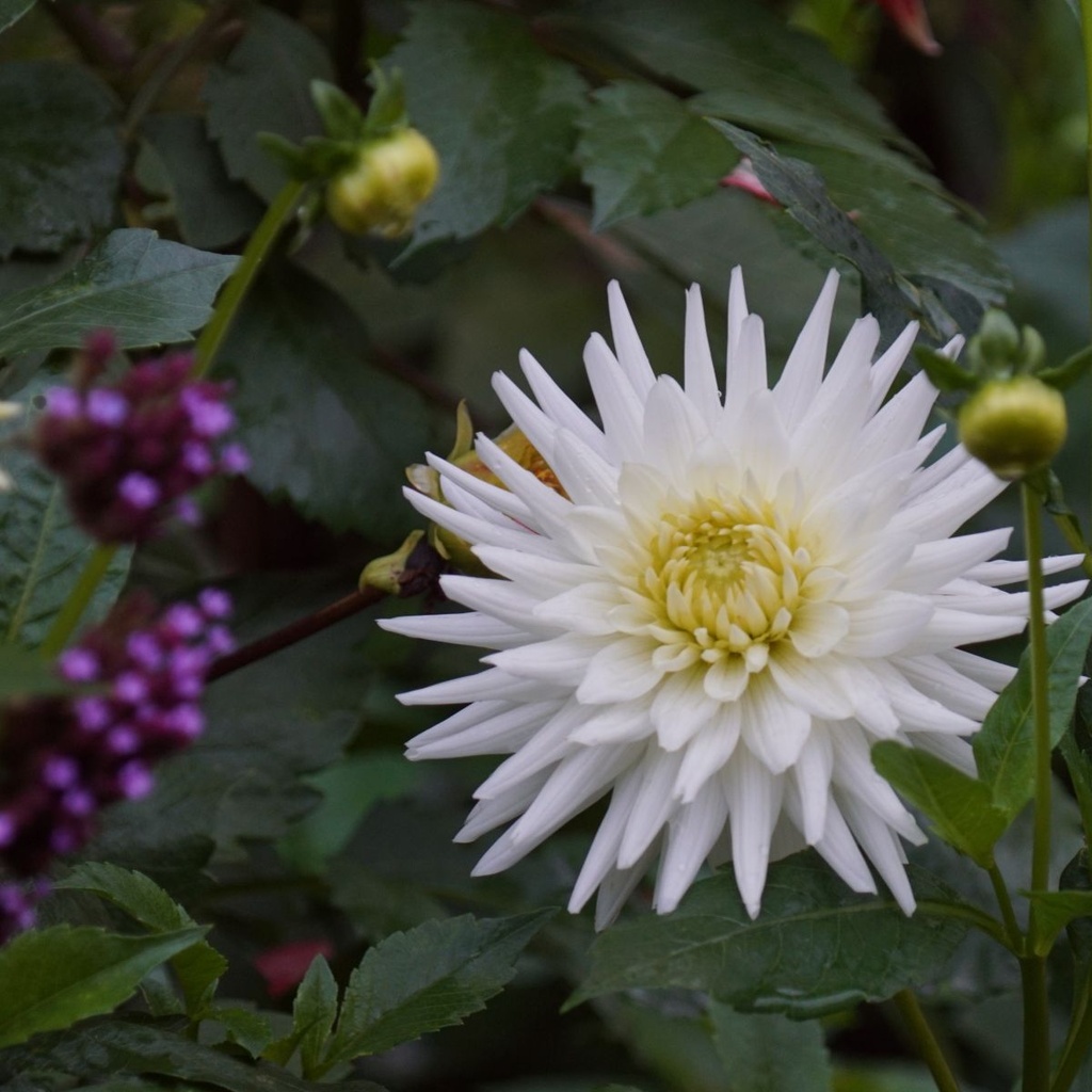 Dahlia My Love - BIO