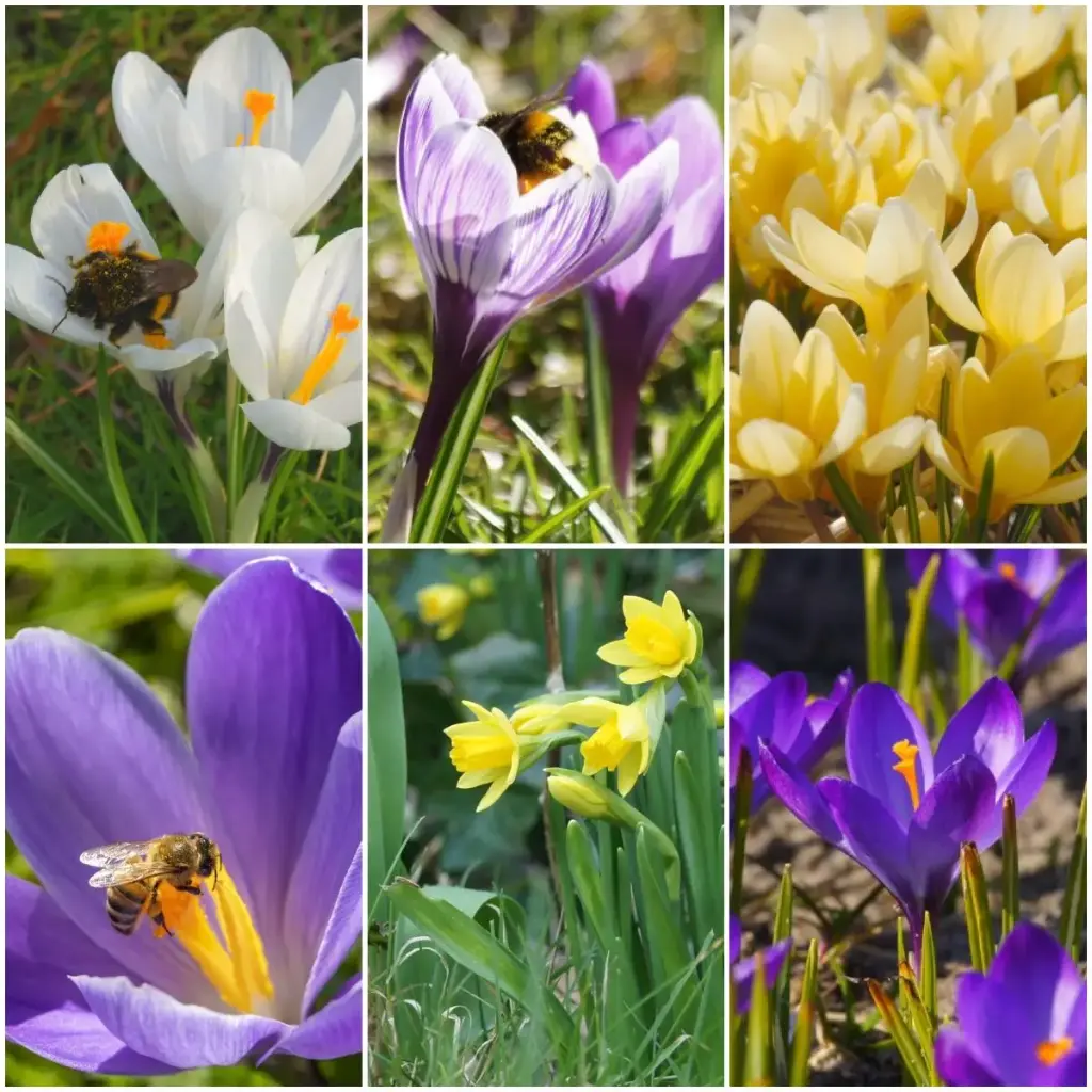 Koninginnenhapjes Bijenbanket - BIO