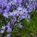 Sneeuwroem - Chionodoxa Blue Giant - BIO