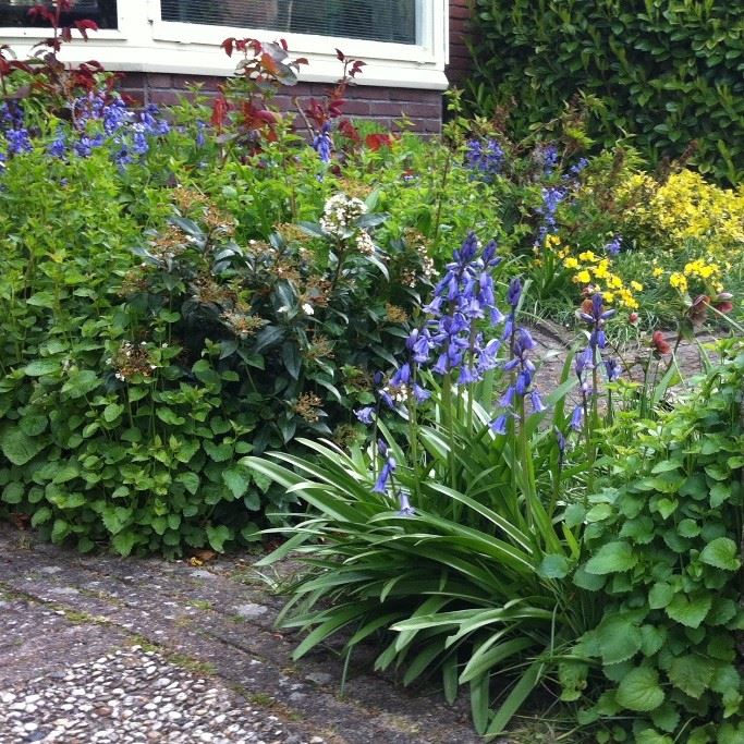 Spaanse Boshyacint - Hyacinthoïdes Hisp. Blauw - BIO