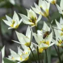 Tulipa Turkestanica - BIO