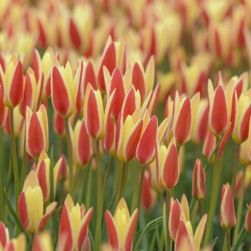 [A1095-10] Tulipa Clusiana Tinka - BIO (10 bollen)