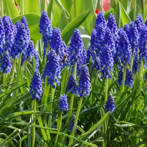 [A9001-10] Blauw Druifje - Muscari Armeniacum - BIO (10 bollen)
