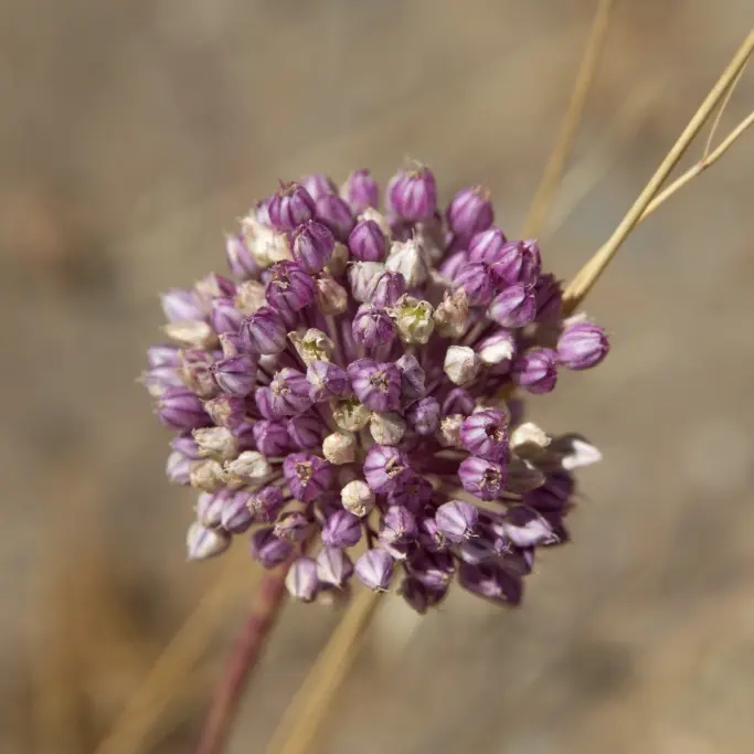 Allium Ping Pong - Sierui - BIO