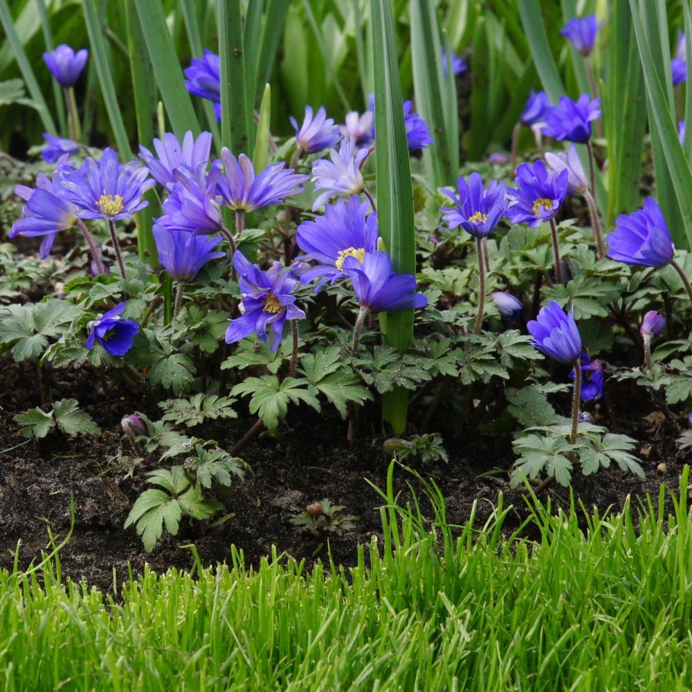 Anemone Blanda - Oosterse Anemoon - BIO