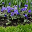 Anemone Blanda - Oosterse Anemoon - BIO