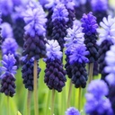 Brede Druifhyacint - Muscari Latifolium - BIO 