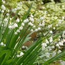 Zomerklokje - Leucojum Gravetye Giant - BIO