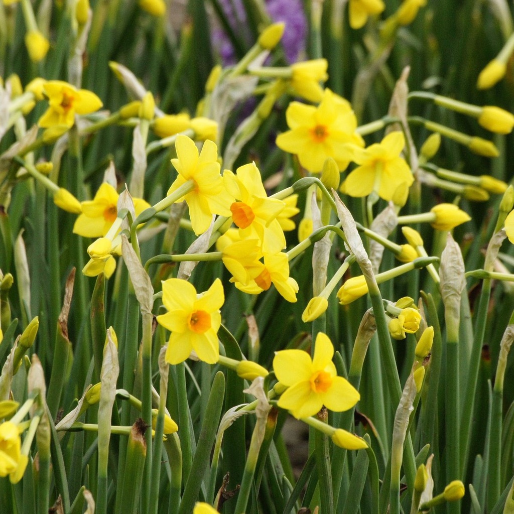 Narcis Martinette - BIO