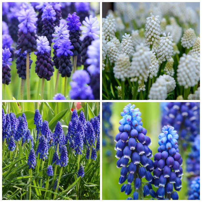 Blauwe Druijfes - Muscari Mix Blauw-Wit - BIO