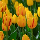 Tulipa Freedom Flame - BIO