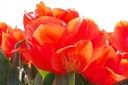 Tulipa Giant Orange Sunrise - BIO