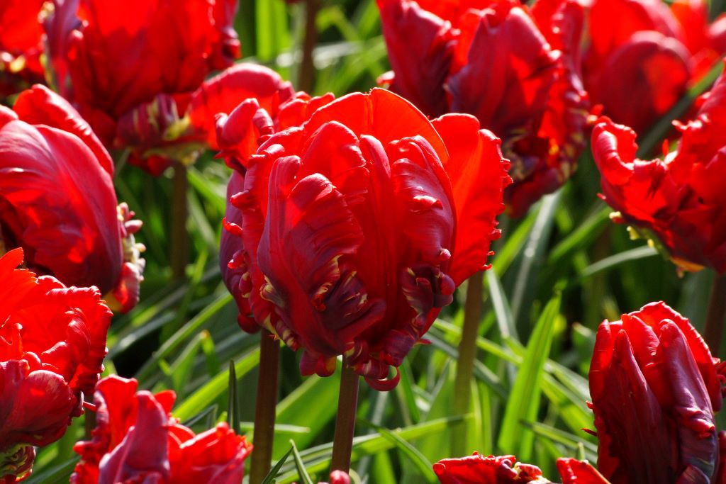 Tulipa Rococo - BIO