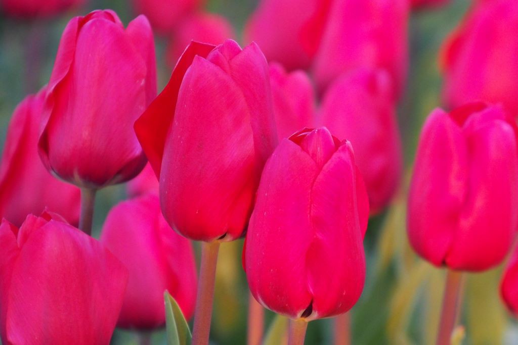 Tulipa Simply Red - BIO
