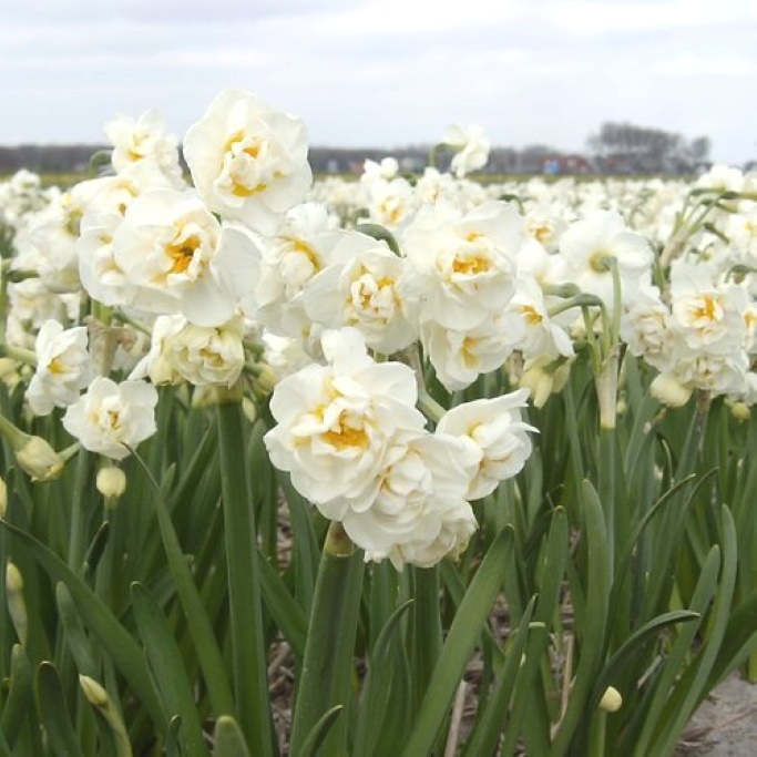 Narcissus Bridal Crown - BIO