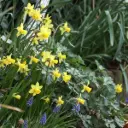 Narcis Tete-a-Tete - BIO