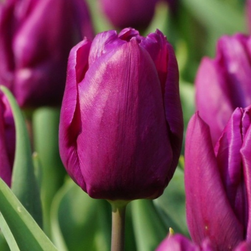 [A1088-7] Tulipa Purple Prince - BIO (7 bollen)
