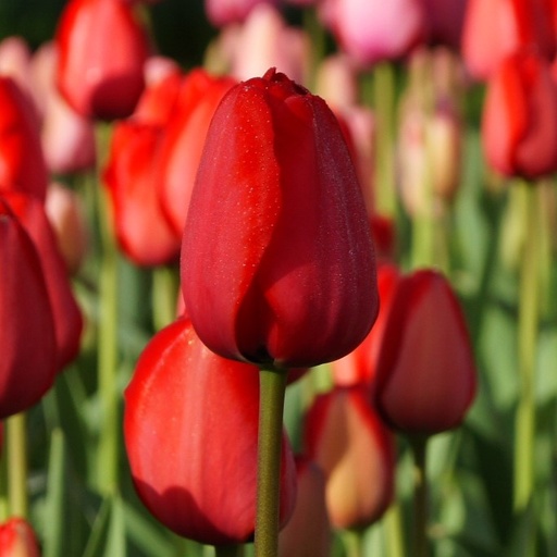 [A1014-7] Tulipa Red Impression - BIO (7 bollen)