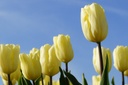 Tulipa Cream Flag - BIO