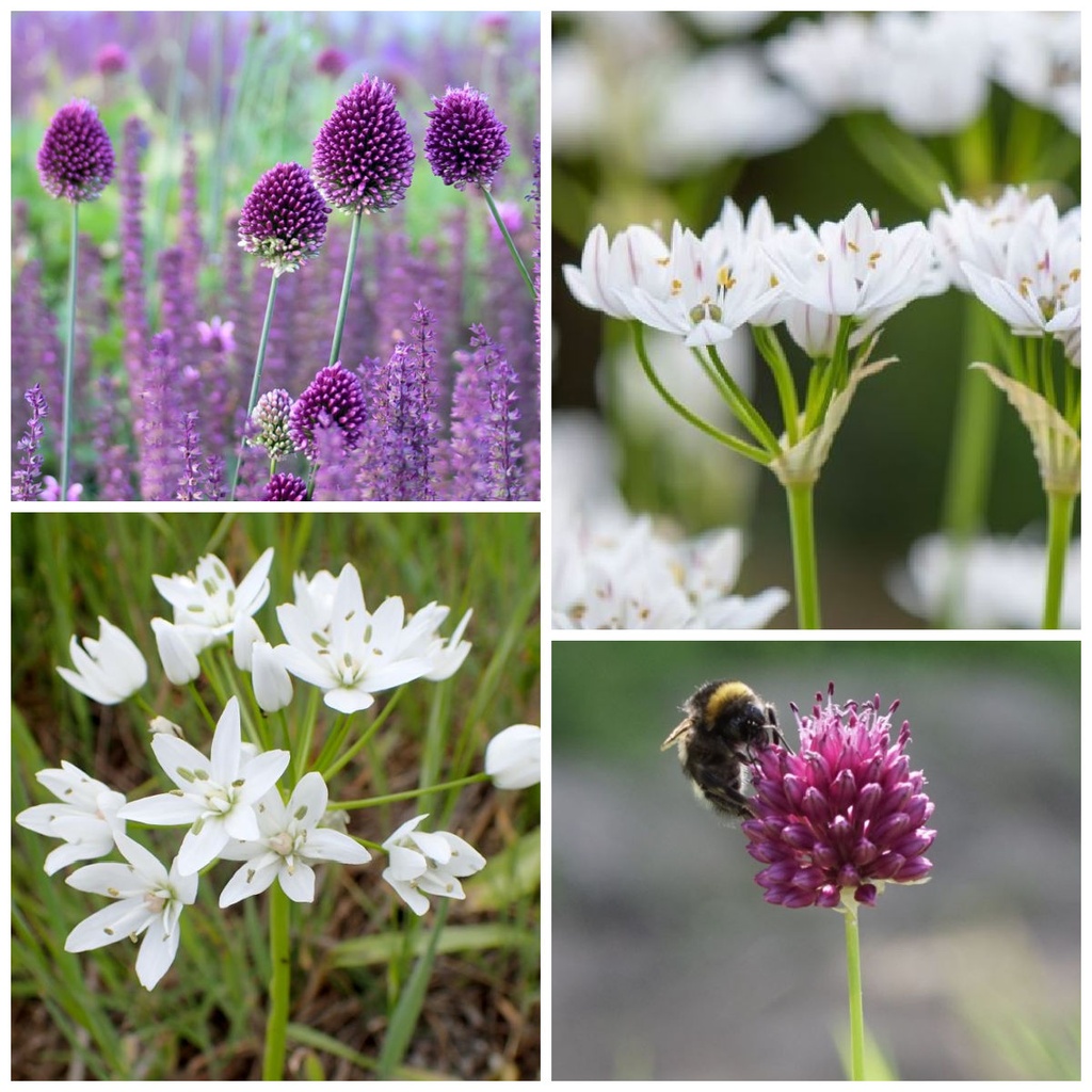 Hete karamel Bijenpakket - BIO