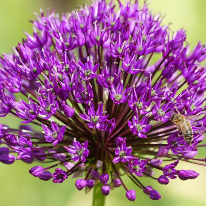 Allium Purple Sensation