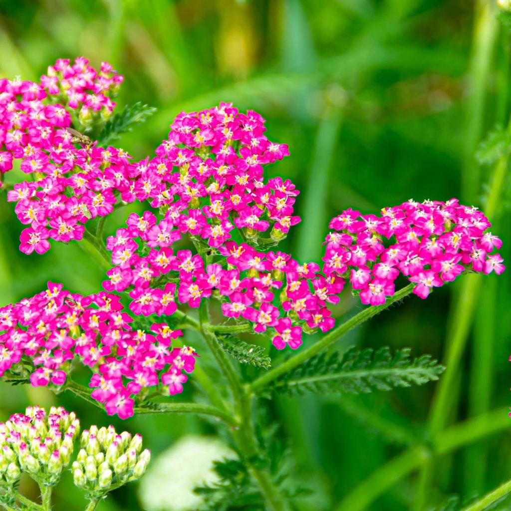 Duizendblad - Achillea Millefolium Cassis - BIO