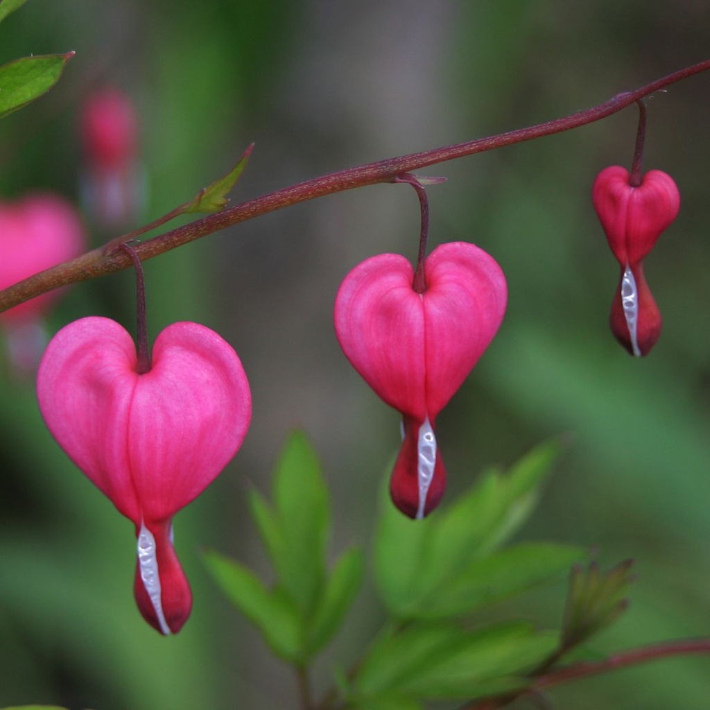 Dicentra Spectabilis - BIO