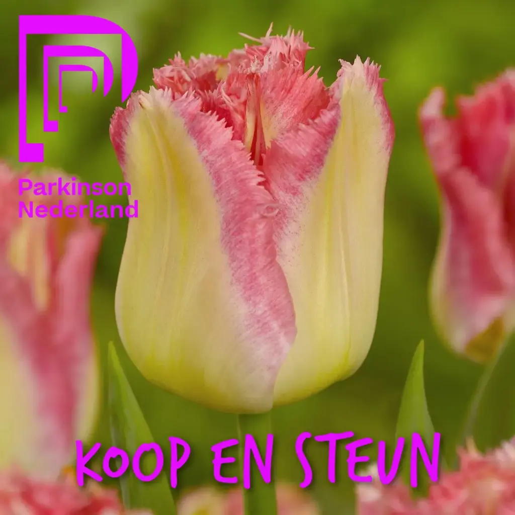 Parkinson Tulp - BIO