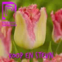 Parkinson Tulp - BIO