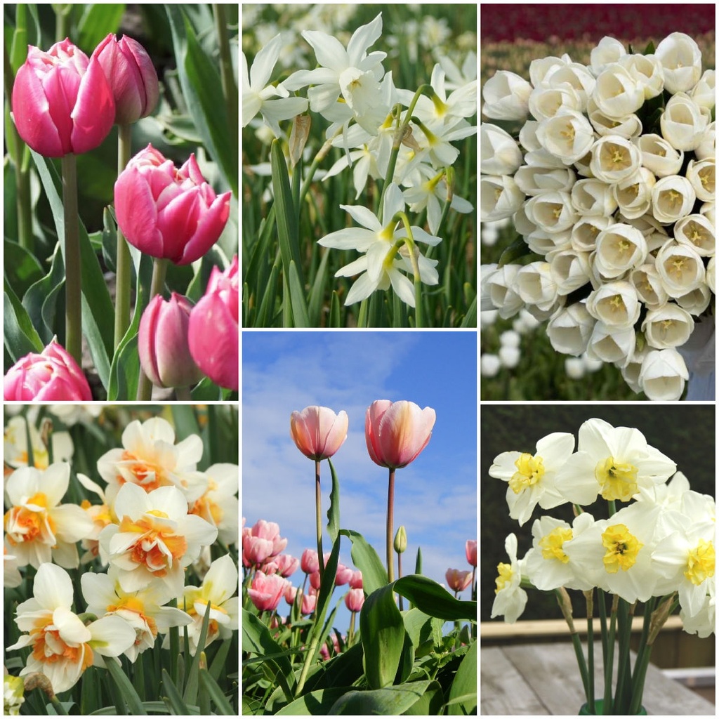 Snijbloementuin - BIO
