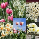 Snijbloementuin - BIO
