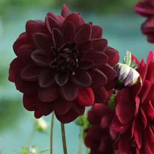 [B1047-1] Dahlia Arabian Night - BIO (1 bol)