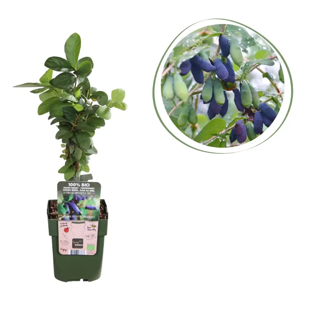 Kamperfoelie (Eetbare Honingbessen) - BIO