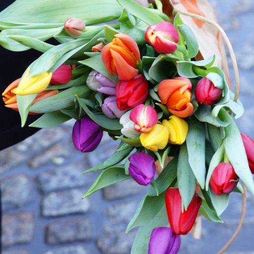 Bos Bio Tulpen Gemengd - BIO