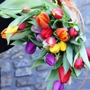 Bos Bio Tulpen Gemengd - BIO