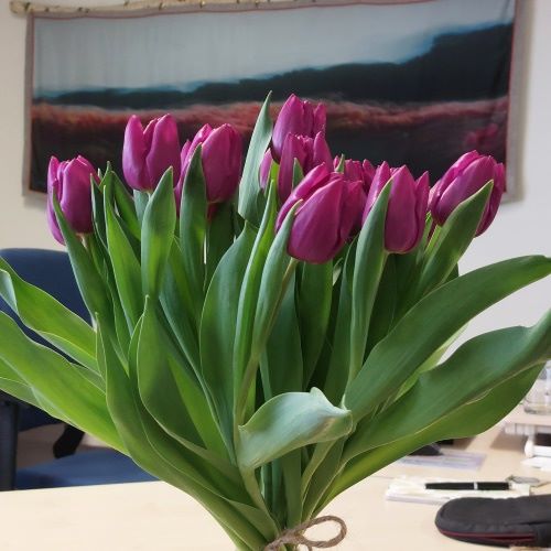 Bos Bio Tulpen Paars - BIO