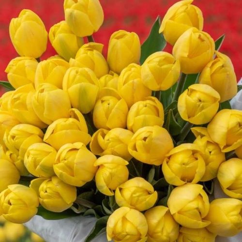 Bos Bio Tulpen Geel - BIO