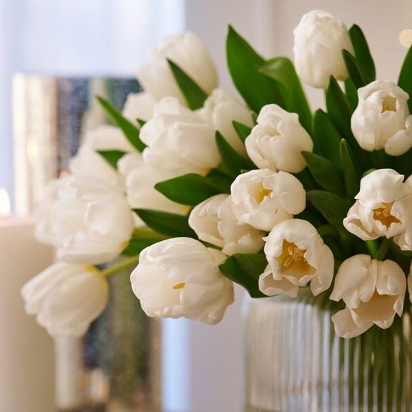 Bos Bio Tulpen Wit - BIO