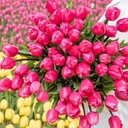 Bos Bio Tulpen Roze - BIO