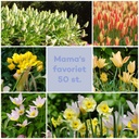 Bijenbuffet Mama's favoriet 50 st - BIO