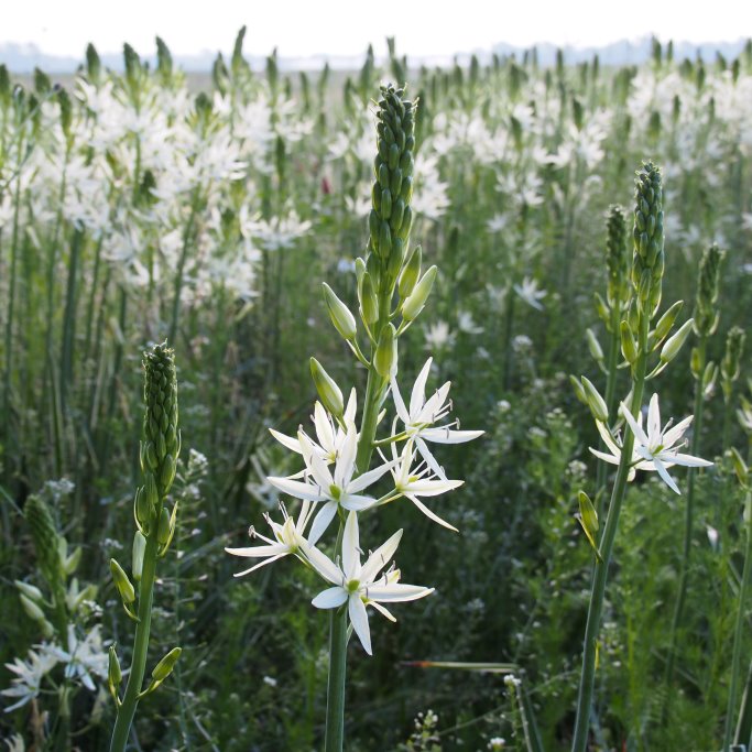 Camassia Leichtlinii Sacajawea - Witte Prairielelie - BIO