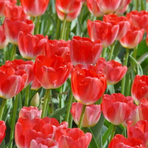 [A1143-7] Tulipa Judith Leyster - BIO (7 bollen)