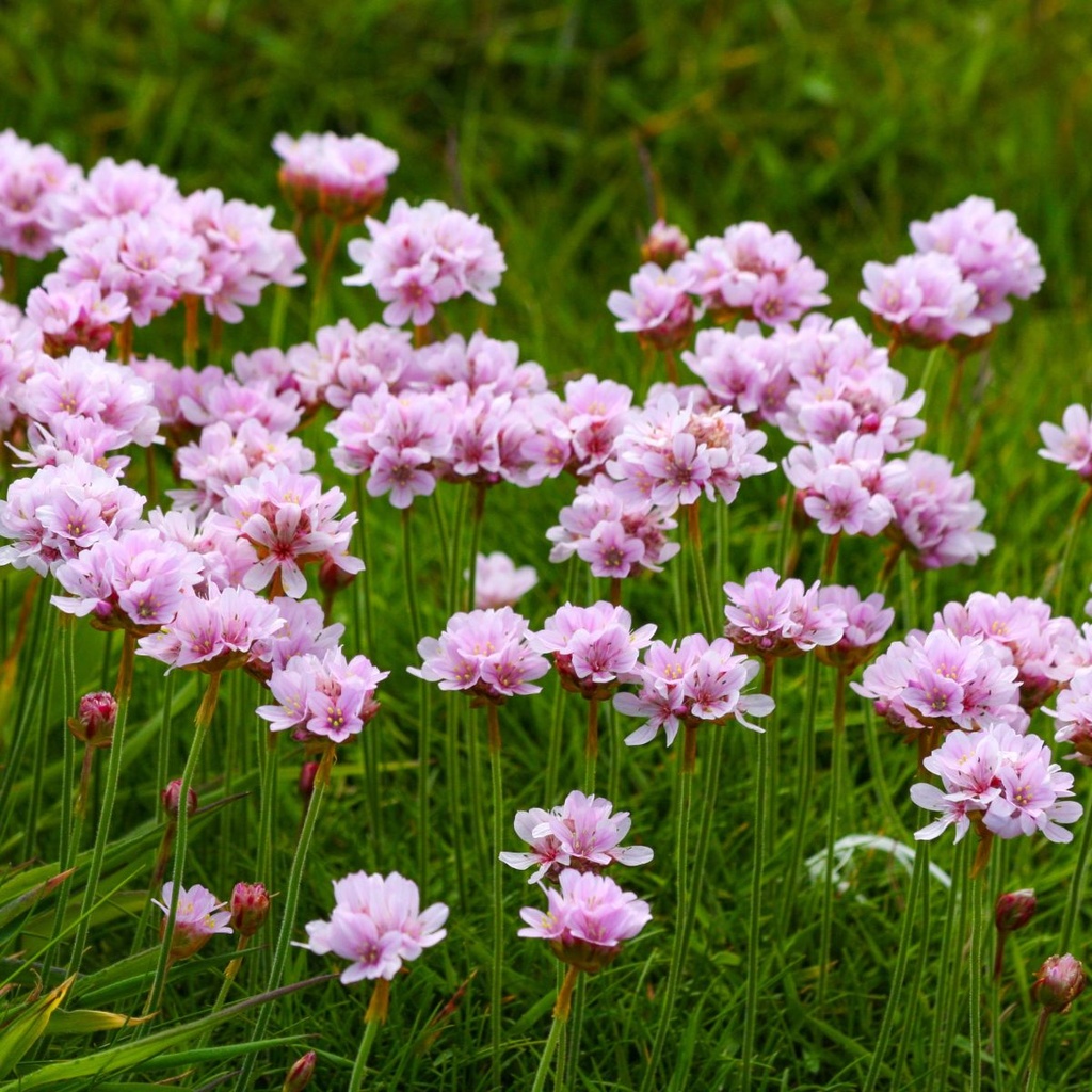 Engels Gras - Armeria Maritima - BIO