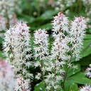 Schuimbloem - Tiarella Spring Symphony - BIO