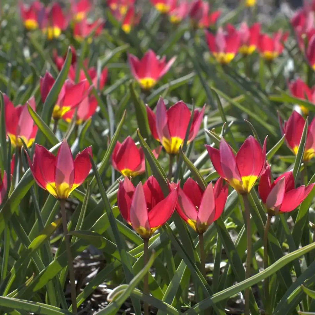 Tulipa Humilis Red Beauty - BIO