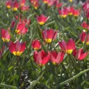 Tulipa Humilis Red Beauty - BIO