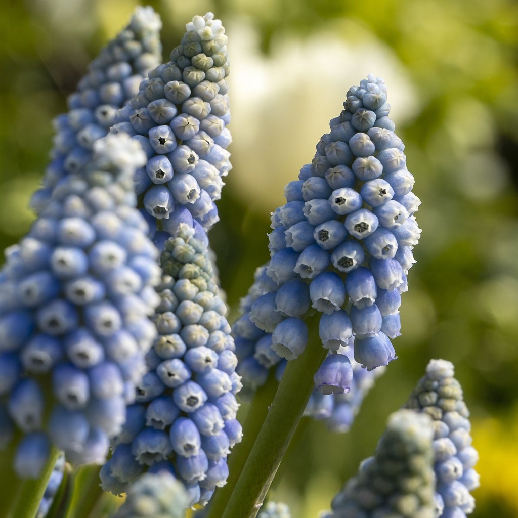 Blauw Druifje - Muscari Early Bird - BIO