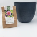 Dahlia Hartenaas - BIO met Artstone pot
