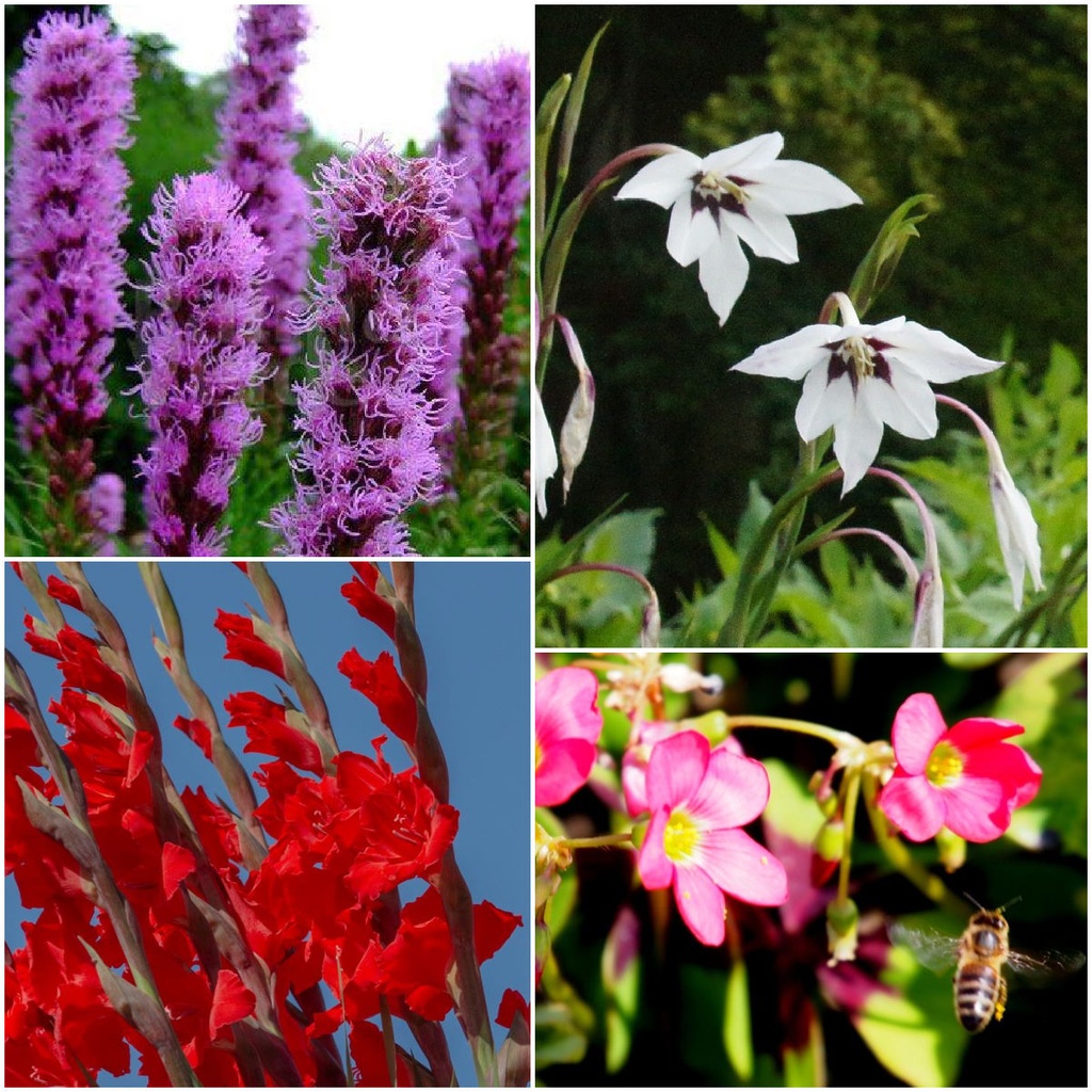 Zomerse bijen bollenmix 28 ST - BIO