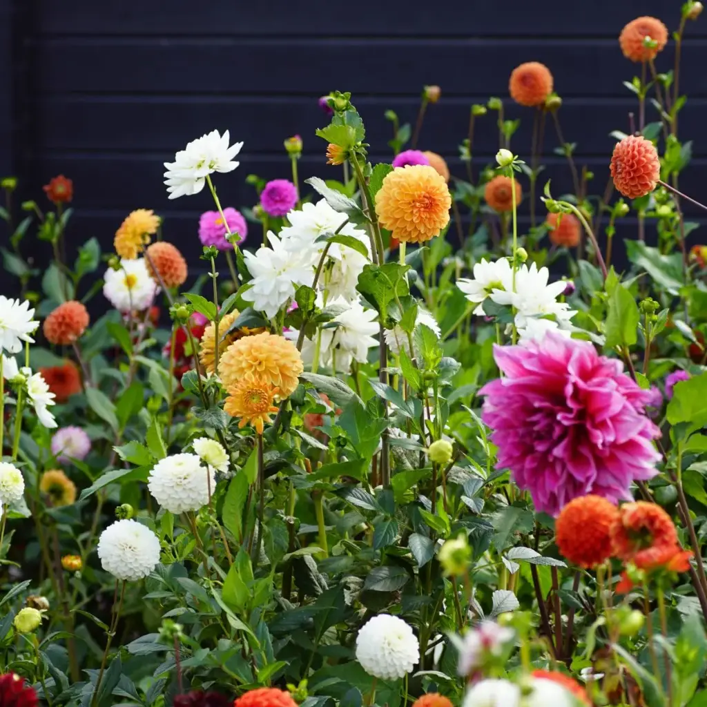 Dahlia Pluktuin Mix 3 ST - BIO